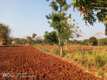 Scenic view of agricultural field against clear sky