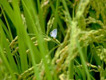 Close-up of wheat on plant in field