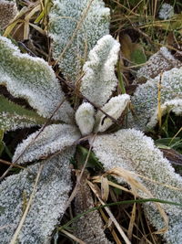 Close-up of frozen plant on snow covered field