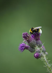 Close-up of bee on purple flower