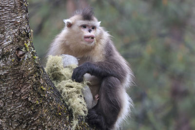 Close-up of monkey on tree