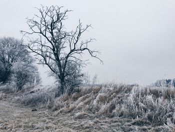 Bare tree on snow covered landscape against clear sky