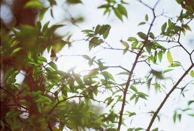 Low angle view of tree against sky