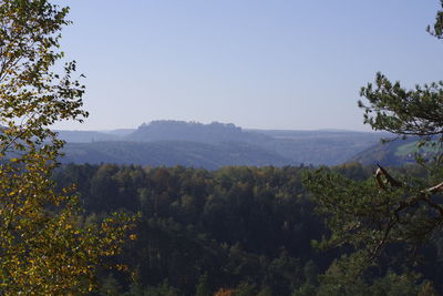Scenic view of forest against clear sky