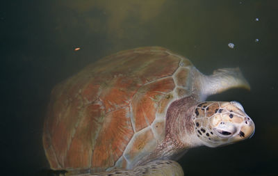 Close-up of turtle swimming in aquarium