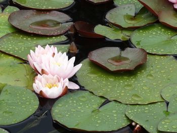 Close-up of lotus water lily in pond