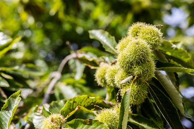 Close-up of green plant