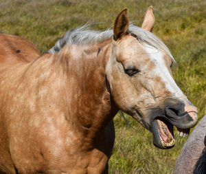 Funny horse talking mouth open mane hair blowing in wind