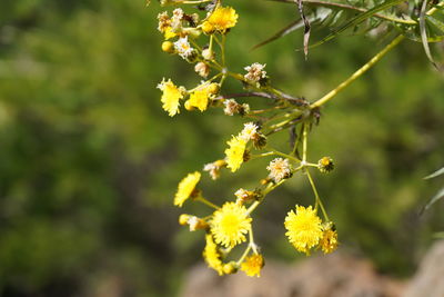 Close-up of yellow flowering plant