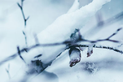 Close-up of insect on plant during winter