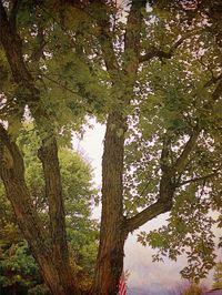 Low angle view of trees in forest
