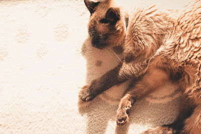 High angle view of cat sleeping