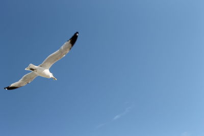 Low angle view of birds flying against blue sky