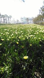 Close-up of flowers growing in field