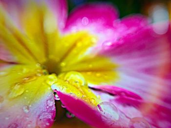 Macro shot of pink flower