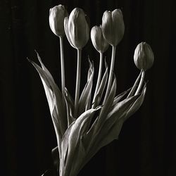 Close-up of white flowering plant against black background