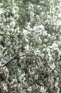 Low angle view of cherry blossoms in spring