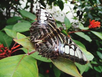 Close-up of butterfly on leaf