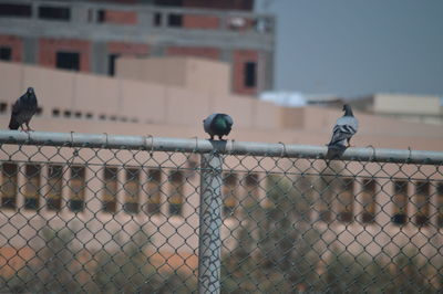 Close-up of bird perching on chainlink fence against sky