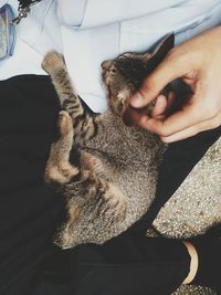 High angle view of kitten with men sitting outdoors