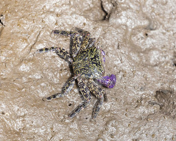 High angle view of starfish on beach