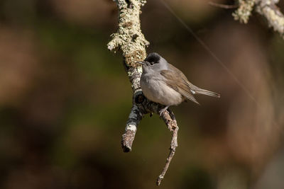 Close-up of bird perching on branch