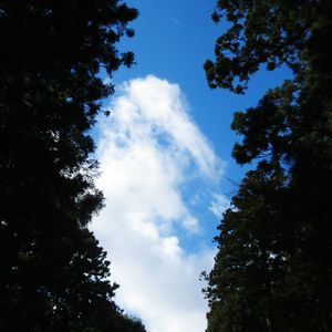 Low angle view of trees against sky