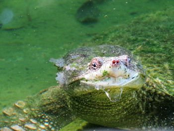 Close-up of duck floating on water