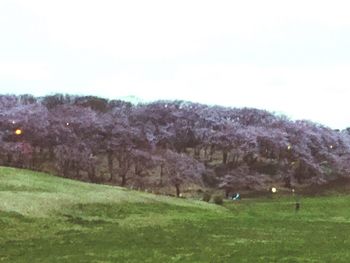 Trees on grassy field