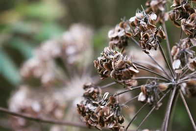 Close-up of flowers