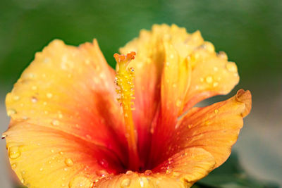 Close-up of wet orange rose flower