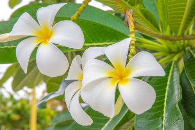 Close-up of white frangipani flowers