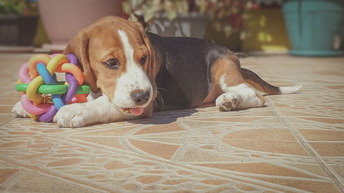 Beagle puppy with colorful ball toy.