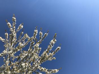 Low angle view of flowering plant against blue sky