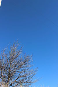 Low angle view of bare tree against clear blue sky