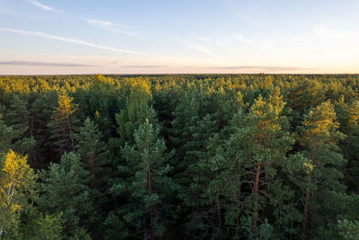 Drone shot of green pine forests and spring birch groves with beautiful texture of golden treetops