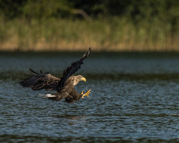 Dead bird flying over water