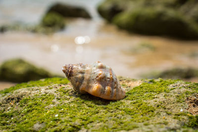 Close-up of seashell on rock at beach