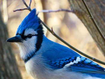 Close-up of bird perching on blue wall