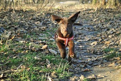 Dog standing on field