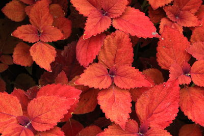 Full frame shot of red flowering plant