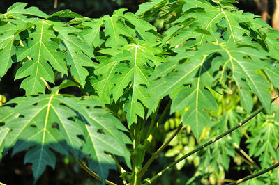 Close-up of green leaves