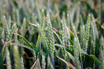 Close-up of crops growing on field