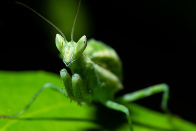 Close-up of insect on leaf