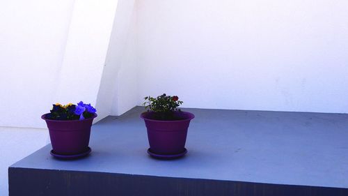 Close-up of potted plant on wall