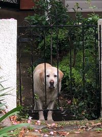 Portrait of dog standing against plants