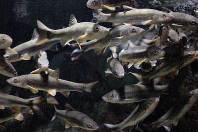 Close-up of ducks swimming in aquarium