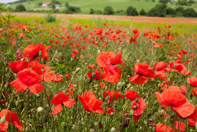 Close-up of red poppy flowers on field