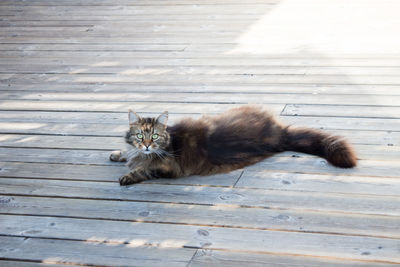 High angle view of cat on wooden floor