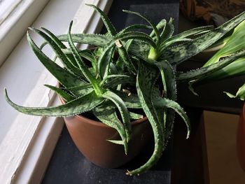 High angle view of potted plant on table